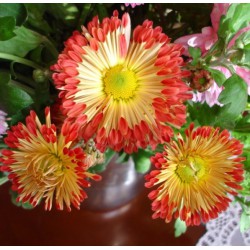CHRYZANTEMA OGROWA ZIMUJĄCA HAVEL CZERWONY