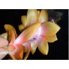 GRUDNIK SCHLUMBERGERA OUTANO