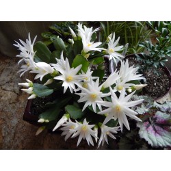 SCHLUMBERGERA WIELKANOCNY BIAŁY