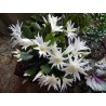 RHIPSALIDOPSIS MOHEGAN WIELKANOCNY