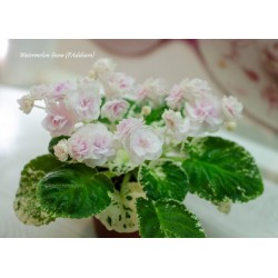 FIOŁEK AFRYKAŃSKI WATERMELON SNOW 1 liść