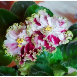 FIOŁEK AFRYKAŃSKI KO- PETUSHOK ZOŁOTY GREBESHOK КО - Петушок Золотой Гребешок 1 liść 