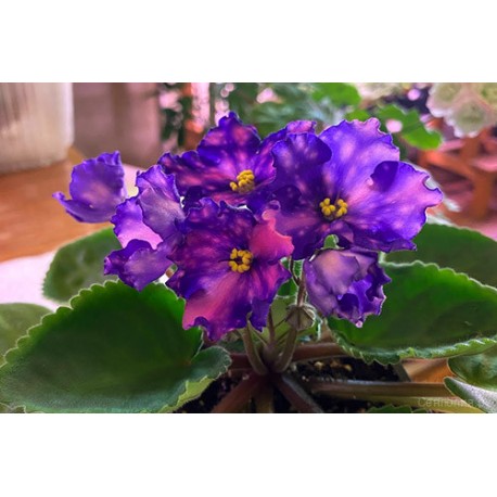 FIOŁEK AFRYKAŃSKI RS- MIROZDANIE 1 liść РС-Мироздание