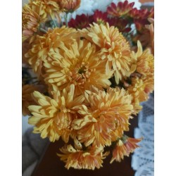 CHRYZANTEMA OGROWA ŻÓŁTA UKRAINKA