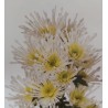CHRYZANTEMA OGROWA ZIMUJĄCA ALEX BIAŁY
