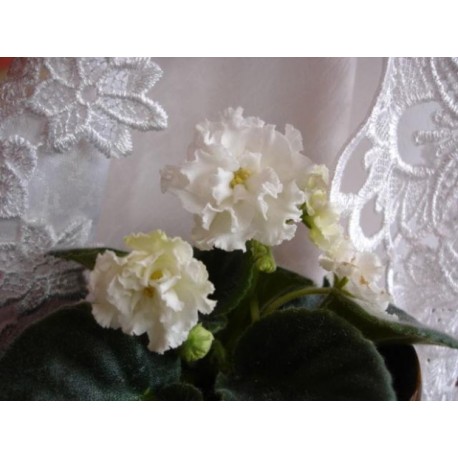 FIOŁEK AFRYKAŃSKI AFRICAN VIOLET ŚLUBNY BUKIET