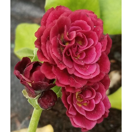 PRIMULA AURICULA ŁYSZCZAK RED BERET