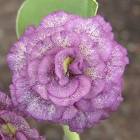 PRIMULA AURICULA PIERWIOSNEK ŁYSZCZAK YOLI YUMPER