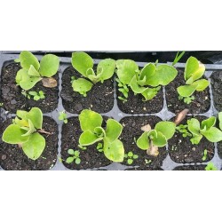 PRIMULA AURICULA PIERWIOSNEK ŁYSZCZAK YOLI YUMPER