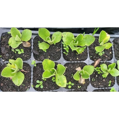 PRIMULA AURICULA PIERWIOSNEK ŁYSZCZAK YOLI YUMPER