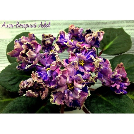 FIOŁEK AFRYKAŃSKI alen wieczernyj lvov