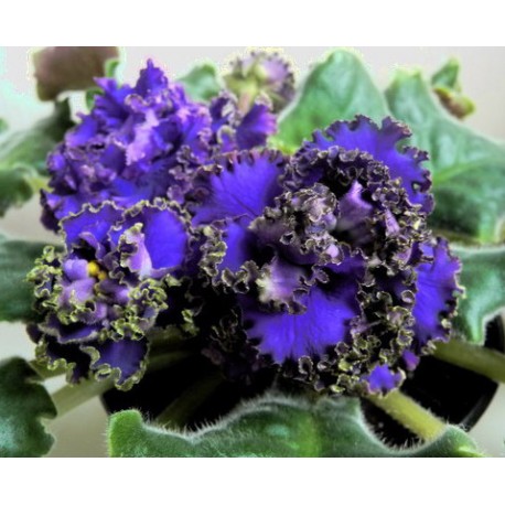 FIOŁEK AFRYKAŃSKI VODIANOJ 1 LIŚĆ 