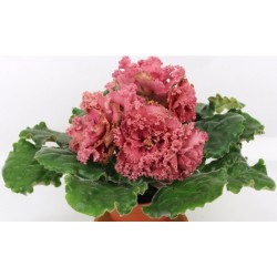 FIOŁEK AFRYKAŃSKI AB HYRMA