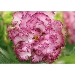 FIOŁEK AFRYKAŃSKI AB GEJSZA