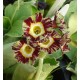 PRIMULA AURICULA ŁYSZCZAK TOY TIGER 