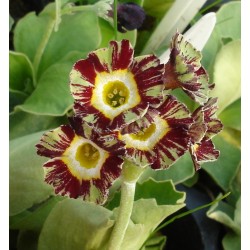 PRIMULA AURICULA ŁYSZCZAK TOY TIGER 