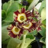 PRIMULA AURICULA PIERWIOSNEK ŁYSZCZAK TOY TIGER