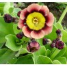 PRIMULA AURICULA PIERWIOSNEK ŁYSZCZAK PINK FLOYD