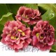 PRIMULA AURICULA ŁYSZCZAK RED BERET