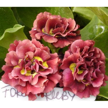 PRIMULA AURICULA ŁYSZCZAK RED BERET