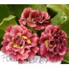 PRIMULA AURICULA PIERWIOSNEK ŁYSZCZAK FOREST ROSE