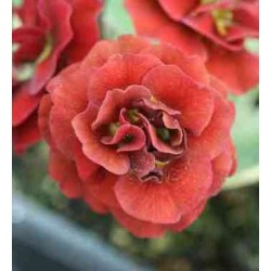 PRIMULA AURICULA ŁYSZCZAK FOREST FIRE