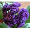 PRIMULA AURICULA PIERWIOSNEK ŁYSZCZAK FRED BOLEY