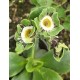 PRIMULA AURICULA PIERWIOSNEK ŁYSZCZAK GREEN LANE