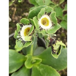 PRIMULA AURICULA PIERWIOSNEK ŁYSZCZAK GREEN LANE